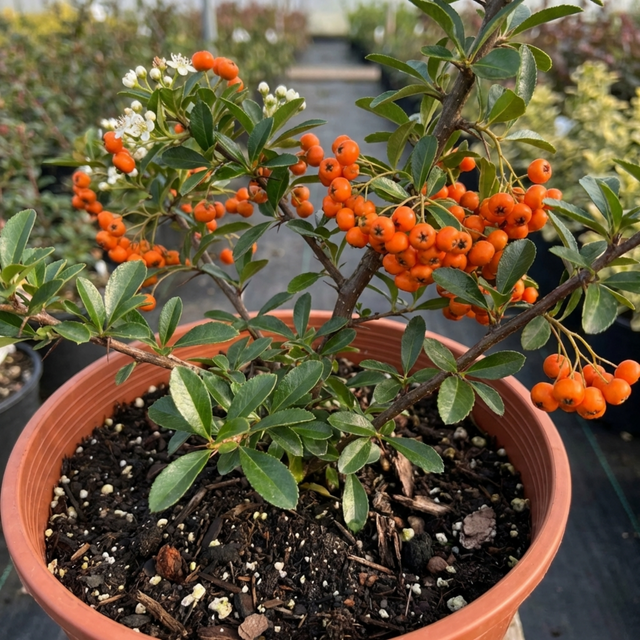 1 Pyracantha Saphyr Orange Firethorn Plant, Evergreen Hardy Hedge Climbing Shrub, 2 Litre Root Ball - Frankton's
