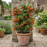 1 Pyracantha Saphyr Orange Firethorn Plant, Evergreen Hardy Hedge Climbing Shrub, 2 Litre Root Ball - Frankton's