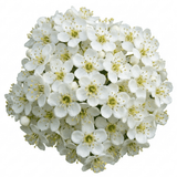 1 Pyracantha Saphyr Orange Firethorn Plant, Evergreen Hardy Hedge Climbing Shrub, 2 Litre Root Ball - Frankton's