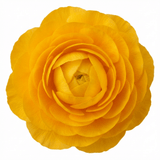 1 Ranunculus Vortex Golden Yellow Persian Buttercup Plant, Hardy Spring Flowering, 2Ltr Root-Ball - Frankton's