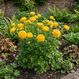 1 Ranunculus Vortex Golden Yellow Persian Buttercup Plant, Hardy Spring Flowering, 2Ltr Root-Ball - Frankton's