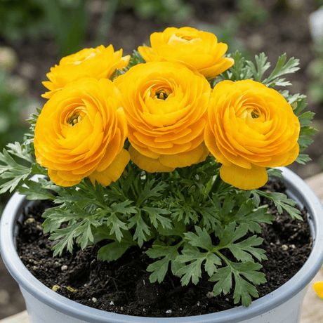 1 Ranunculus Vortex Golden Yellow Persian Buttercup Plant, Hardy Spring Flowering, 2Ltr Root-Ball - Frankton's