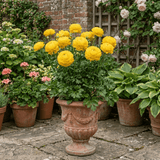 1 Ranunculus Vortex Golden Yellow Persian Buttercup Plant, Hardy Spring Flowering, 2Ltr Root-Ball - Frankton's
