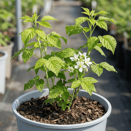 1 Raspberry Glem Ample Summer Fruiting Plant, Hardy Fruit Bush, Garden Ready, 17cm Root-Ball - Frankton's