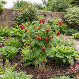 1 Raspberry Glem Ample Summer Fruiting Plant, Hardy Fruit Bush, Garden Ready, 17cm Root-Ball - Frankton's