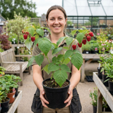 1 Raspberry Glem Ample Summer Fruiting Plant, Hardy Fruit Bush, Garden Ready, 17cm Root-Ball - Frankton's