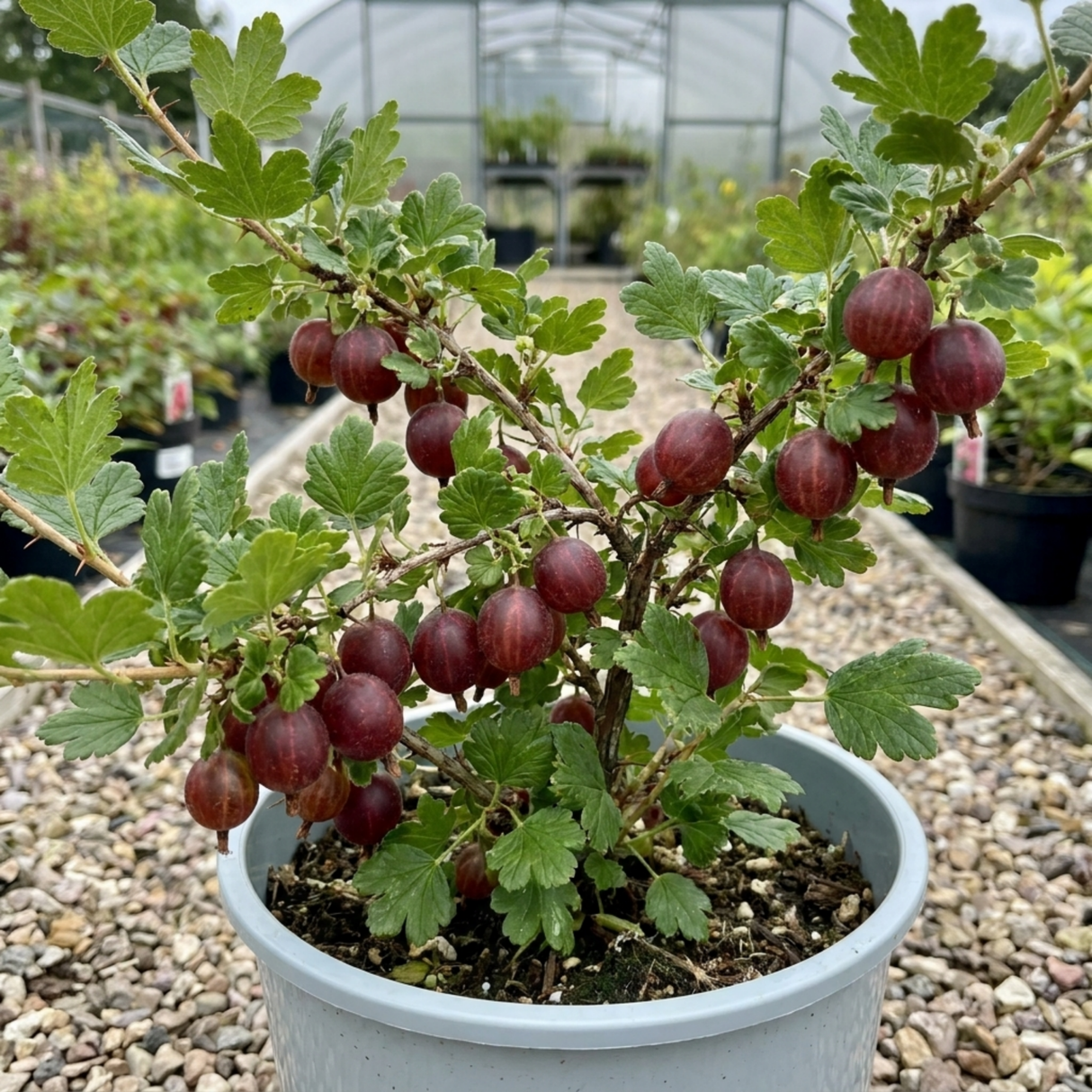 1 Red Gooseberry Fruit Bush Plant, Hardy Self Fertile, Outdoor Garden Ready, 5L Root Ball - Frankton's