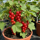 1 Redcurrant Jonkheer Van Tets Fruit Bush, Hardy Outdoor Garden Ready, 2 Litre Root Ball - Frankton's