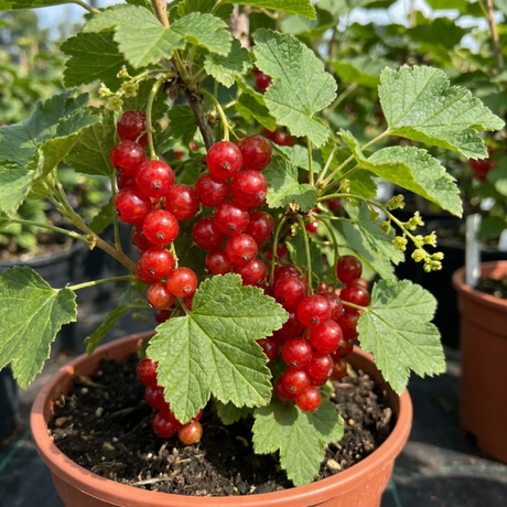 1 Redcurrant Jonkheer Van Tets Fruit Bush, Hardy Outdoor Garden Ready, 2 Litre Root Ball - Frankton's