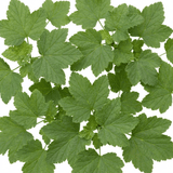 1 Redcurrant Jonkheer Van Tets Fruit Bush, Hardy Outdoor Garden Ready, 2 Litre Root Ball - Frankton's