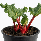 1 Rhubarb Timperley Early Plant, Hardy Perennial Fruit for Garden, Grow Your Own, 2Ltr Root Ball - Frankton's