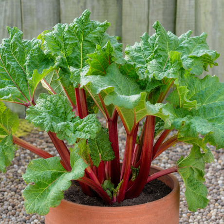 1 Rhubarb Timperley Early Plant, Hardy Perennial Fruit for Garden, Grow Your Own, 2Ltr Root Ball - Frankton's