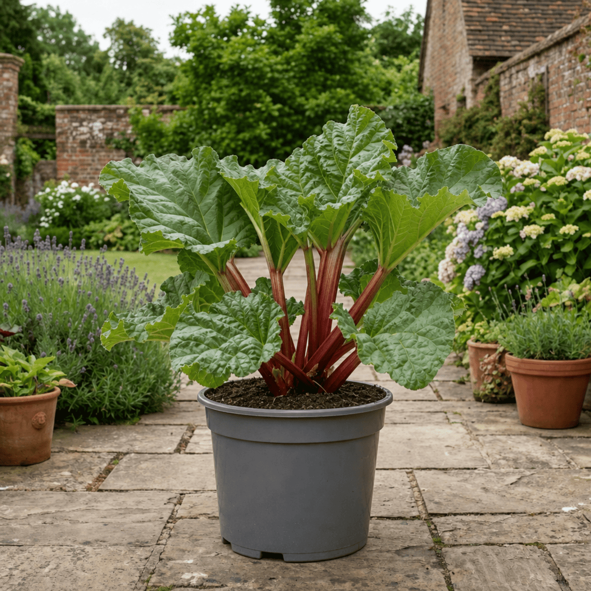 1 Rhubarb Timperley Early Plant, Hardy Perennial Fruit for Garden, Grow Your Own, 2Ltr Root Ball - Frankton's