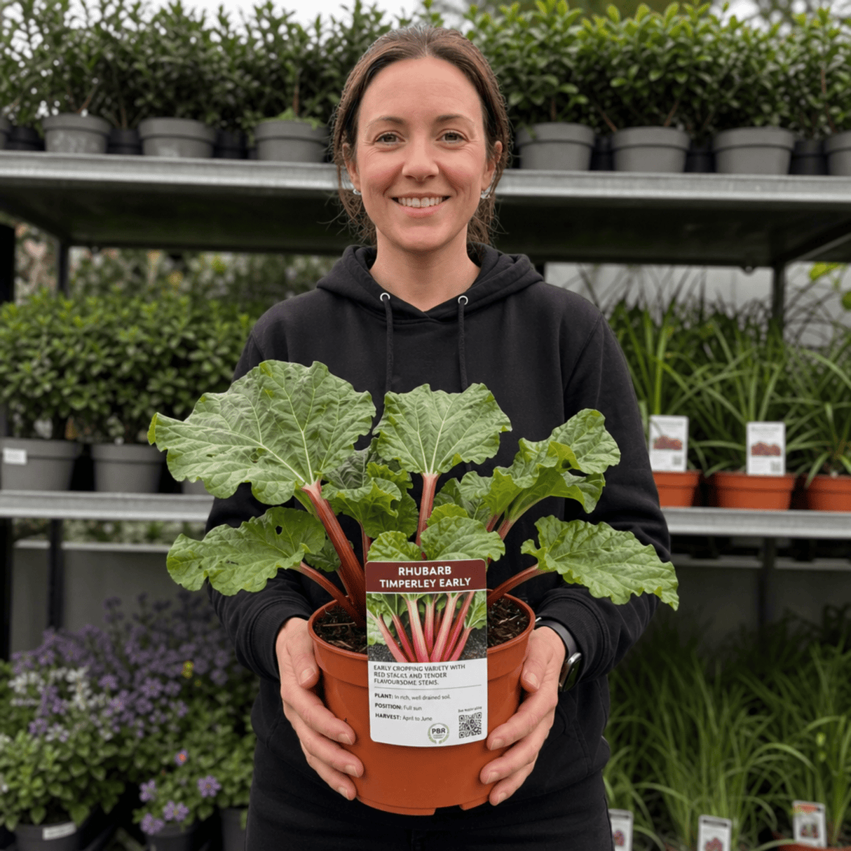 1 Rhubarb Timperley Early Plant, Hardy Perennial Fruit for Garden, Grow Your Own, 2Ltr Root Ball - Frankton's
