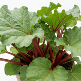 1 Rhubarb Victoria Plant, Hardy Perennial, Grow Your Own Fruit, Garden Ready, 17cm Root Ball - Frankton's