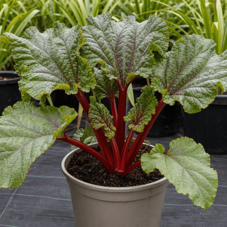 1 Rhubarb Victoria Plant, Hardy Perennial, Grow Your Own Fruit, Garden Ready, 17cm Root Ball - Frankton's