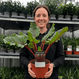1 Rhubarb Victoria Plant, Hardy Perennial, Grow Your Own Fruit, Garden Ready, 17cm Root Ball - Frankton's