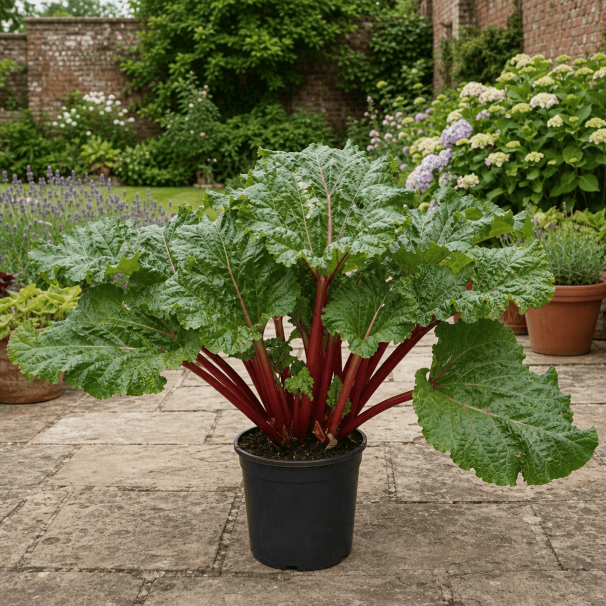1 Rhubarb Victoria Plant, Hardy Perennial, Grow Your Own Fruit, Garden Ready, 17cm Root Ball - Frankton's