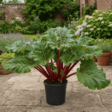 1 Rhubarb Victoria Plant, Hardy Perennial, Grow Your Own Fruit, Garden Ready, 17cm Root Ball - Frankton's