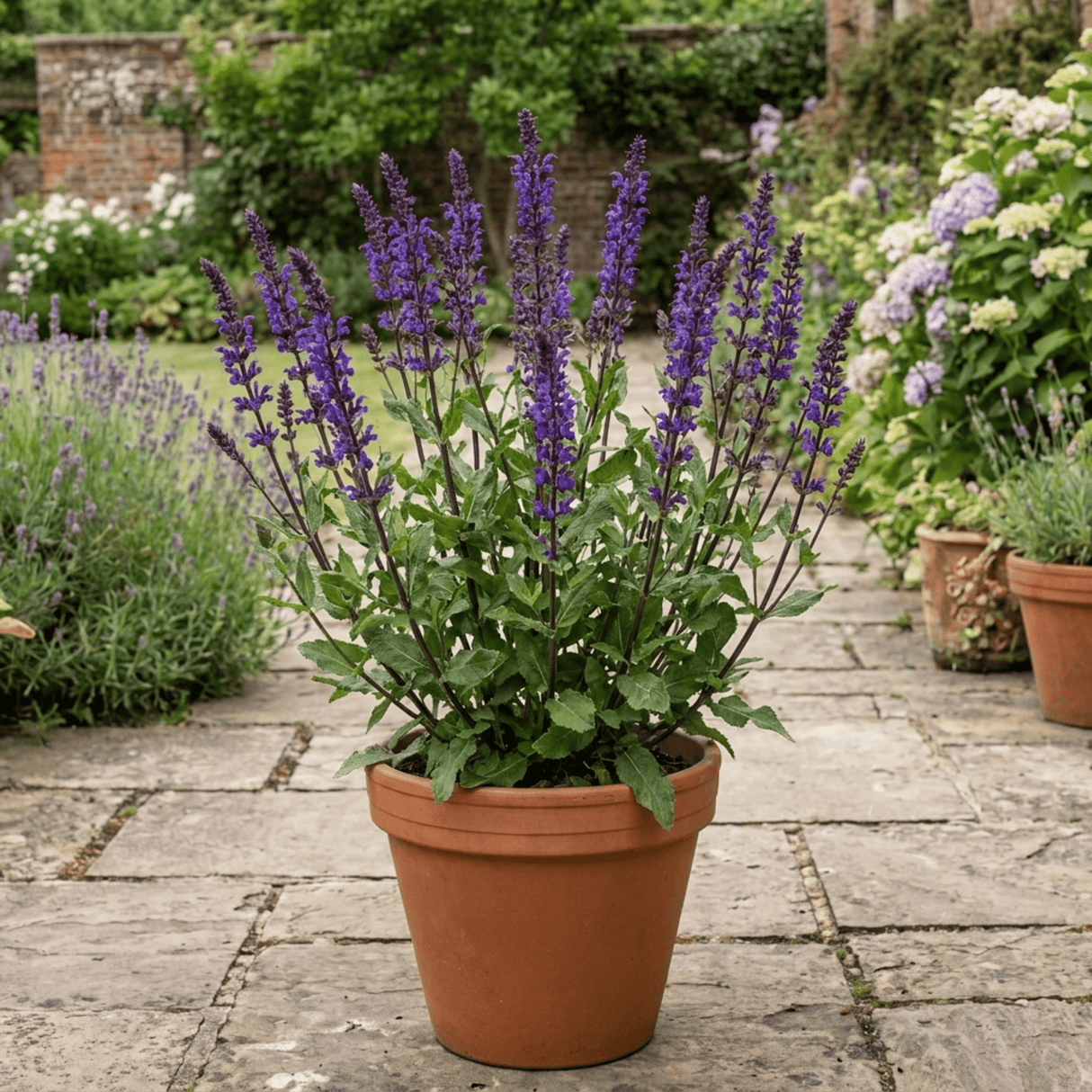 1 Salvia Caradonna Hardy Perennial Plant, Purple Flower Spikes, Bee Friendly, 17cm Root-Ball - Frankton's