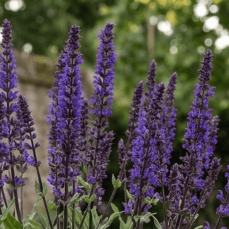 1 Salvia Caradonna Hardy Perennial Plant, Purple Flower Spikes, Bee Friendly, 17cm Root-Ball - Frankton's