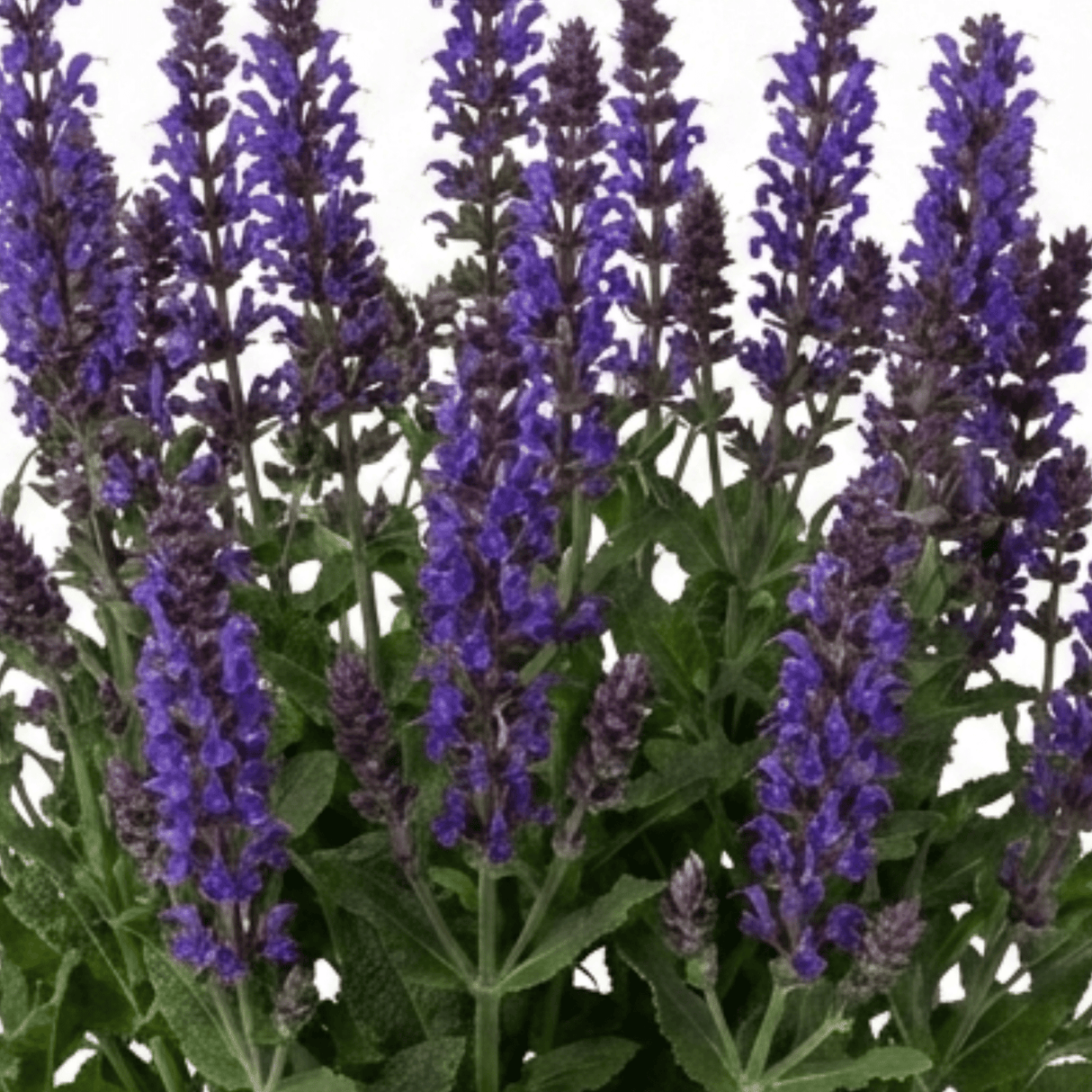 1 Salvia East Friesland Perennial Plant, Bee Friendly Purple Flowers, Garden Ready, 17cm/2L Root Ball - Frankton's