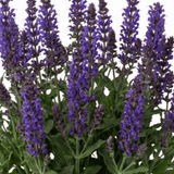 1 Salvia East Friesland Perennial Plant, Bee Friendly Purple Flowers, Garden Ready, 17cm/2L Root Ball - Frankton's