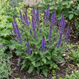 1 Salvia East Friesland Perennial Plant, Bee Friendly Purple Flowers, Garden Ready, 17cm/2L Root Ball - Frankton's