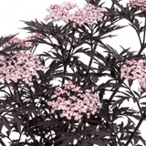 1 Sambucus Nigra Black Lace Elderberry Plant, Outdoor Hardy Perennial Garden Shrub, 3 Litre Root Ball - Frankton's