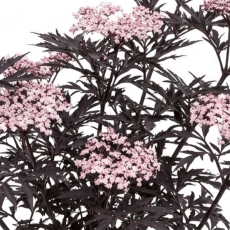 1 Sambucus Nigra Black Lace Elderberry Plant, Outdoor Hardy Perennial Garden Shrub, 3 Litre Root Ball - Frankton's