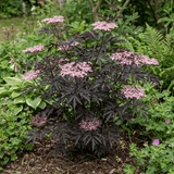 1 Sambucus Nigra Black Lace Elderberry Plant, Outdoor Hardy Perennial Garden Shrub, 3 Litre Root Ball - Frankton's