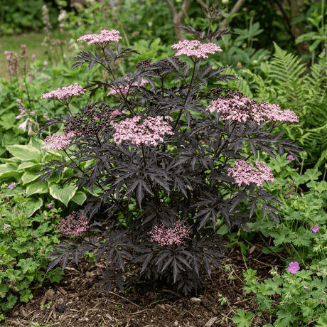 1 Sambucus Nigra Black Lace Elderberry Plant, Outdoor Hardy Perennial Garden Shrub, 3 Litre Root Ball - Frankton's