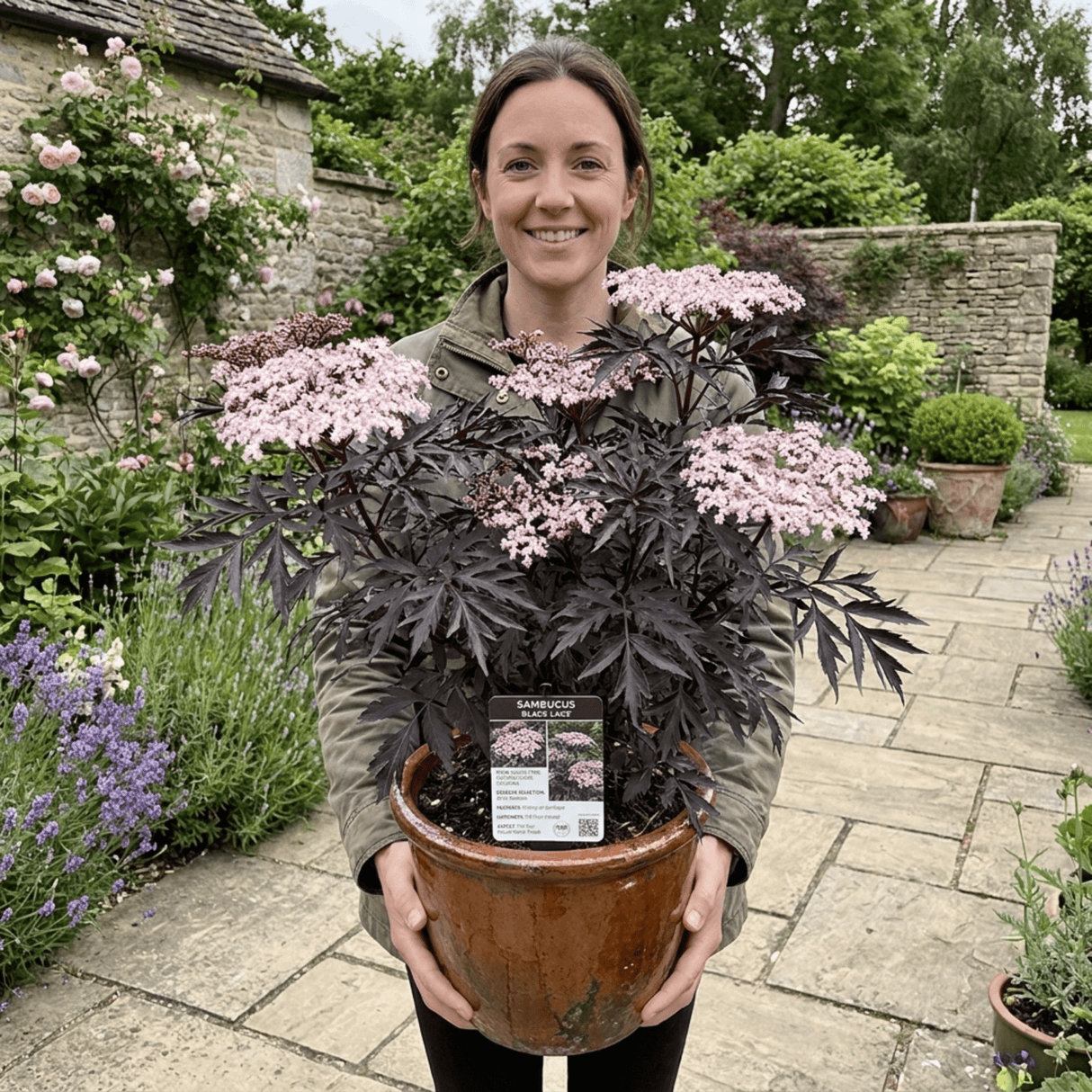 1 Sambucus Nigra Black Lace Elderberry Plant, Outdoor Hardy Perennial Garden Shrub, 3 Litre Root Ball - Frankton's