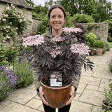 1 Sambucus Nigra Black Lace Elderberry Plant, Outdoor Hardy Perennial Garden Shrub, 3 Litre Root Ball - Frankton's