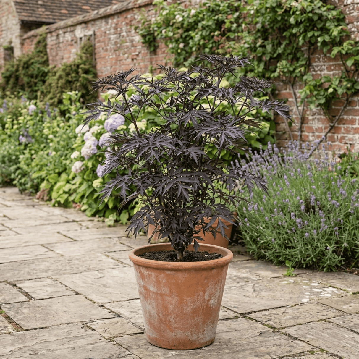 1 Sambucus Nigra Black Lace Elderberry Plant, Outdoor Hardy Perennial Garden Shrub, 3 Litre Root Ball - Frankton's