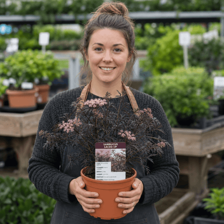 1 Sambucus Nigra Laced Up Plant, Ornamental Elderberry Hardy Perennial Shrub, 19cm Root-Ball - Frankton's