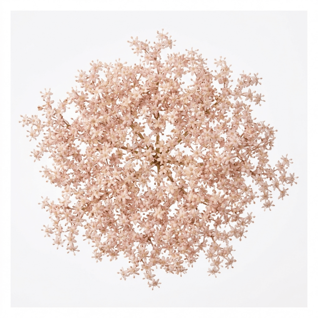 1 Sambucus Nigra Laced Up Plant, Ornamental Elderberry Hardy Perennial Shrub, 19cm Root-Ball - Frankton's