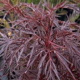 1 Sambucus Nigra Laced Up Plant, Ornamental Elderberry Hardy Perennial Shrub, 19cm Root-Ball - Frankton's
