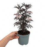 1 Sambucus Nigra Laced Up Plant, Ornamental Elderberry Hardy Perennial Shrub, 19cm Root-Ball - Frankton's