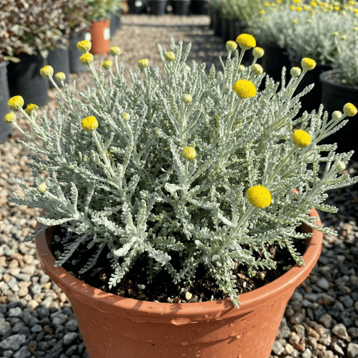 1 Santolina Chamaecyparissus Cotton Lavender Plant, Drought Tolerant Hardy Evergreen Shrub, 2L Root-Ball - Frankton's