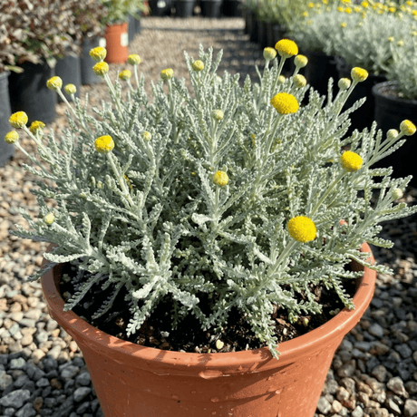 1 Santolina Chamaecyparissus Cotton Lavender Plant, Drought Tolerant Hardy Evergreen Shrub, 2L Root-Ball - Frankton's