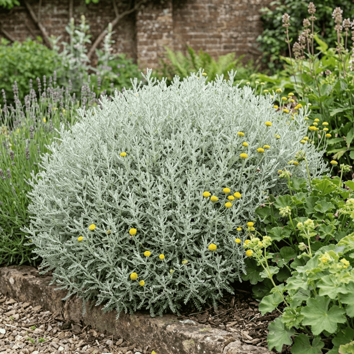 1 Santolina Chamaecyparissus Cotton Lavender Plant, Drought Tolerant Hardy Evergreen Shrub, 2L Root-Ball - Frankton's
