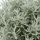 1 Santolina Chamaecyparissus Cotton Lavender Plant, Drought Tolerant Hardy Evergreen Shrub, 2L Root-Ball - Frankton's
