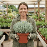 1 Santolina Chamaecyparissus Cotton Lavender Plant, Drought Tolerant Hardy Evergreen Shrub, 2L Root-Ball - Frankton's