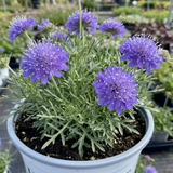 1 Scabious Butterfly Blue Hardy Perennial Plant, Bee Friendly Pincushion Flower, 2L Root Ball - Frankton's