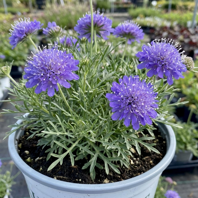 1 Scabious Butterfly Blue Hardy Perennial Plant, Bee Friendly Pincushion Flower, 2L Root Ball - Frankton's