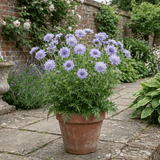 1 Scabious Butterfly Blue Hardy Perennial Plant, Bee Friendly Pincushion Flower, 2L Root Ball - Frankton's