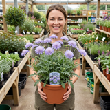 1 Scabious Butterfly Blue Hardy Perennial Plant, Bee Friendly Pincushion Flower, 2L Root Ball - Frankton's