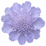 1 Scabious Butterfly Blue Hardy Perennial Plant, Bee Friendly Pincushion Flower, 2L Root Ball - Frankton's