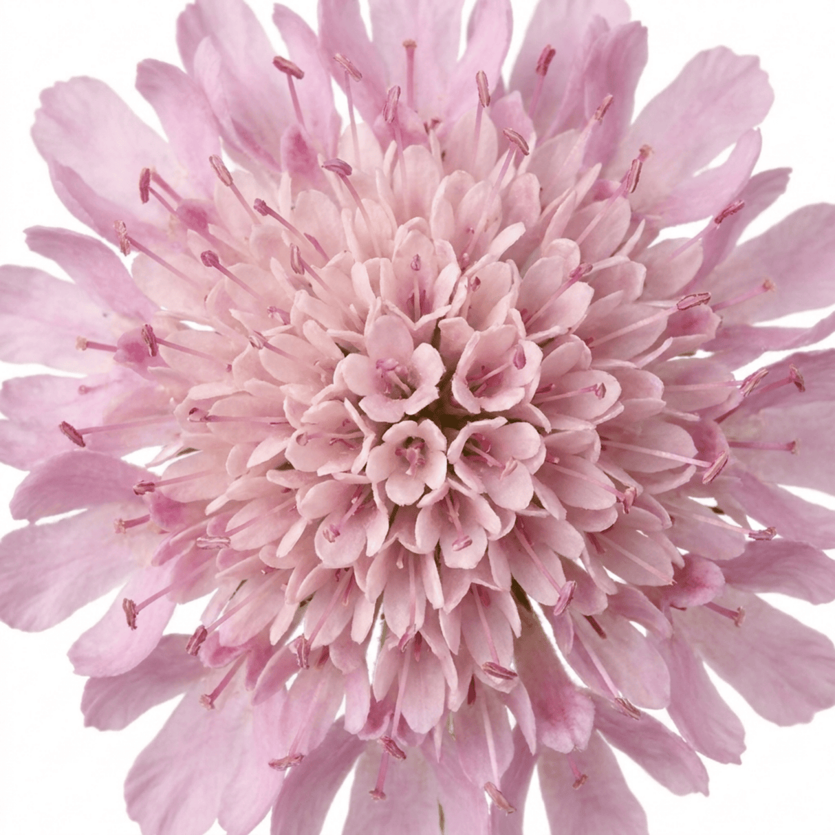 1 Scabious Pink Mist Pincushion Flower, Hardy Perennial for Cottage Garden, 2 Litre Root-Ball - Frankton's
